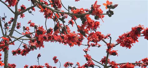 malabulak trees|The Most Beautiful Philippine Trees .